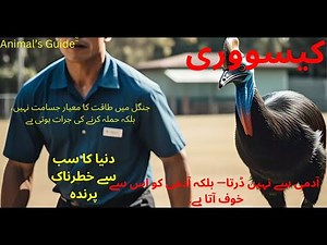 Cassowary Chronicles: Behavior, Survival & Rainforest Adventures | Wildlife Documentary