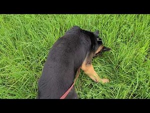 Join me and Onyx on a Schutzhund Track 👣