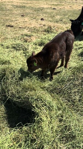 Adorable Chocolate Heifer Calf Tries Alfalfa Hay for the First Time! 🐮💕