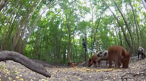 Bowhunting for bacon | Huntchannel.tv