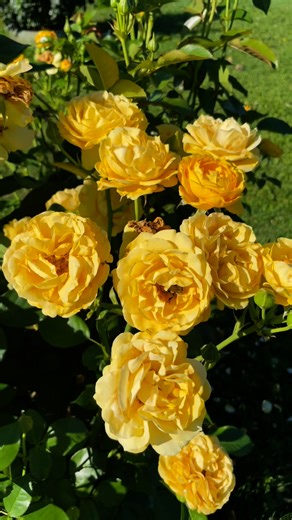 We are enjoying yet another flush of golden blooms from ‘Julia Child’ here at the farm. This impressive floribunda was chosen by the legendary chef personally to bear her name. Its lovely large blossoms are a sunny yellow with ruffled edges and seem to deepen in colour as the summer progresses into warmer temperatures. The shrub is compact and bushy, very disease resistant, and a prolific bloomer throughout the season. | Fraser Valley Rose Farm