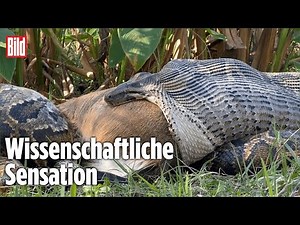 FLORIDA: Schlange frisst Hirsch