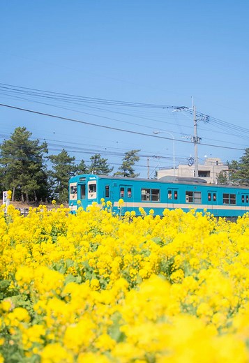 菜の花彩る福岡の新しい景色