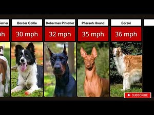 ⚡TOP 20 FASTEST DOGS! 🐕 Fastest Dog Breeds in the World! 🐾