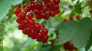 Red Ribes rubrum berries on the plant close-up HD footage - The redcurrant deciduous shrub fruit natural shallow video static camera