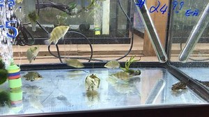 Feeding time for the Indo #Datnoids! These are great monster fish typically kept with arowanas, bichirs and other predator fish. Order yours today at petzonesd.com/indo-tiger-datnoid or find them in-store at both our SD stores. | Pet Zone Tropical Fish, San Diego, California