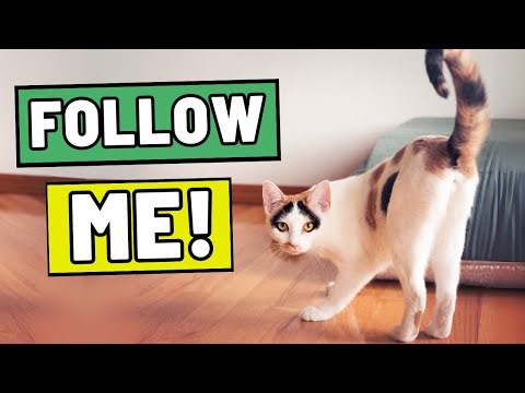 If Your Cat Does THIS, They Want You to Follow Them