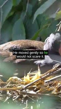 The Duck That Walked Into a Store Like It Belonged There