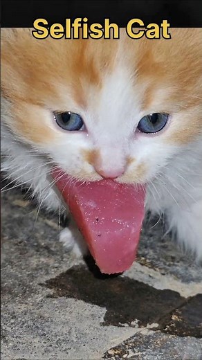 The Selfish Kitten 🐱 | Cat sound | Cat video | Cat | Cat voice | Persian cat sound | Persian cat