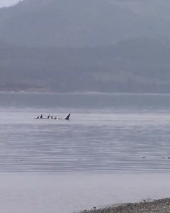 Sleeping orcas, also known as resting or logging, are a delightful sight as their tranquility is undisturbed by vessel noises. It's amazing that our clients were able to take a selfie with them at the end! 😃👌 #OrcacampwithGreywolf #LandBasedWhaleWatching #Orcaselfie #Orcas #SleepingOrcas #KillerWhale | Orca Camp Vancouver Island