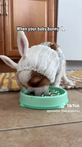 Same same, right?! 🥹🐰🦒 We are now 7 days away from our sweet girl turning 2 years old. Some of you requested that Phoebe’s #asmr bunny video from our stories become permanent on our timeline, so here it is, with a twist. A little before and after. 💛 @Zoo Snoods #cavalierkingcharles #puppytiktok #throwback #cavaliersoftiktok
