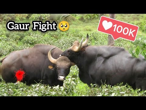 Almost dead 🥺 | Gaur full fight I Indian Bison in Valparai, Tamilnadu