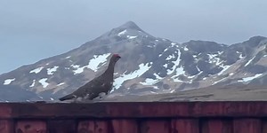 Sights & Sounds: Ptarmigan roam on Adak Island