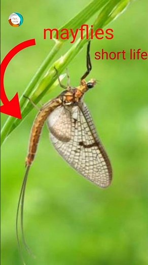 the world's shortest life 😮#facts #shotrs