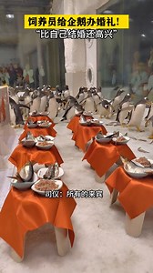 915K views · 10K reactions | A penguin #wedding! An aquarium in Dalian, NE China's Liaoning Province, held a wonderful wedding ceremony for a #penguin couple! | Shanghai Daily 上海日报 | Facebook