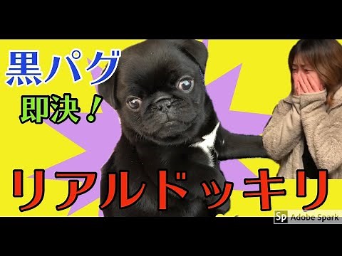 黒パグ即決で家族にリアルドッキリ①