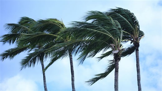 Strong winds cause power outages, tree damage across Hawaii
