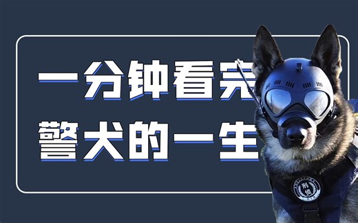 一分钟带你看完警犬的一生