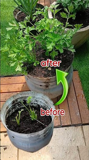 Easy Simple ‼️ Regrow Celery From Kitchen Scraps to Garden Gold‼️
