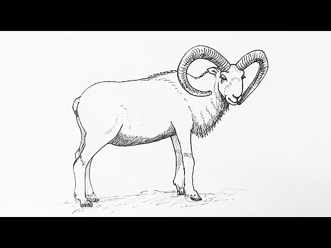 Bighorn sheep drawing tutorial