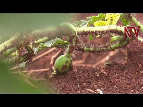 On The Farm: The skill of growing water melon