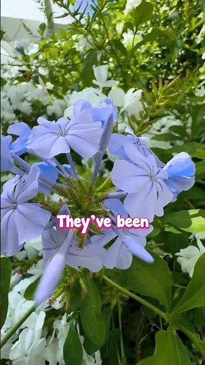 The Perfect Letterbox Plant That Blooms for Months 🌸📬