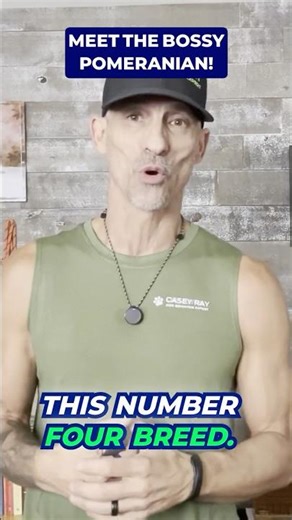 Pomeranian: The Fluffball Dictator 🐾💥 #shorts