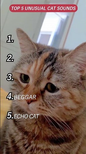 Top 5 Unusual Cat Sounds