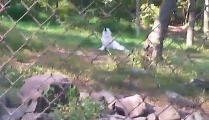 We took a trip up to the Lakota Wolf Preserve and had an amazing experience surrounded by 4 different packs of wolves. The guide even got 2 of the packs to howl for us in this video. We have decided that for our second Spirit Tribe event we will be donating to Lakota and have Spirit Tribe become sponsors for all their wolves. We will be happy and honored to call these 4 wolf packs a part of our ever growing tribe. ॐ ॐ ॐ | Eric Allen