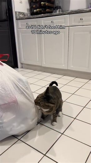 The Loki Show on Instagram: "totally unfazed by my attempts at discipline #catsofinstagram #badcatsofinstagram #funnycat #cat"