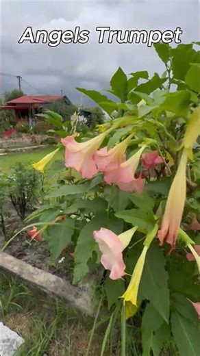 The Enchanting Angel’s Trumpet: A Garden Masterpiece