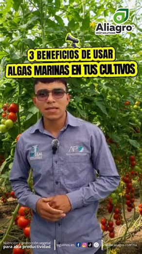 Las algas marinas se han convertido en un aliado clave para productores que buscan más rendimiento y mejor recuperación del cultivo. Aquí te contamos 3 beneficios reales de integrarlas en tu programa nutricional. 💡 No solo aplicas producto… recuperas lo invertido en resultados visibles. Pregunta hoy por tu distribuidor Aliagro más cercano y dale a tu cultivo un impulso natural y efectivo. #Agricultura #NutriciónVegetal #AlgasMarinas #ProducciónAgrícola #Aliagro #CultivosSanos #AgroNegocio #Rend