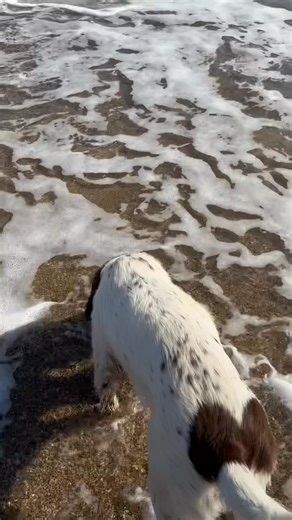 I did sum splorin’ at v beesh and sum plodgin’. I meted sum uvver doggies. Woof. | Winston
