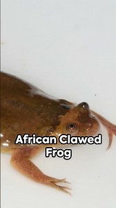 African Clawed Frog