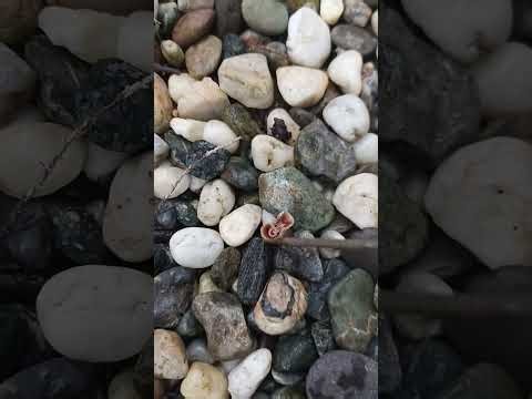 Stinkhorn Mushrooms- After Rain +common Brown Mushroom (Dec20th,2025)