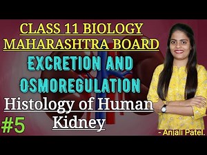 Class 11-Excretion and Osmoregulation- Histology of Human Kidney | Anjali Ma'am |