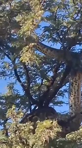 40K views · 96 reactions | Huge python.... #StarsEverywhere #viralreelschallenge #fyp | Tshepo DaDesigner | Facebook