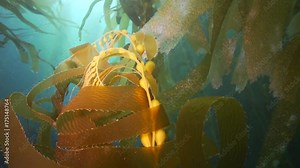 Close up, clumps of seaweed float underwater