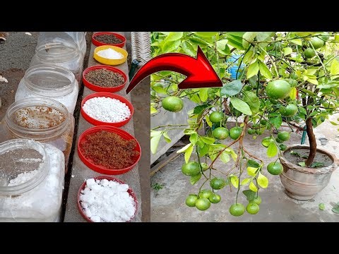 Best Fertilizer For Fruits Plant And Bost Your All Plant | Fruits Plant Organic Fertilizer Secret