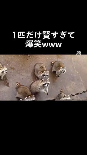 アライグマの面白い瞬間まとめ