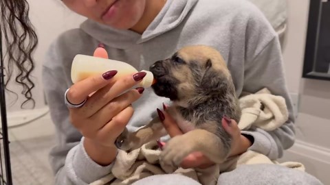 First Month with Rescue Puppies