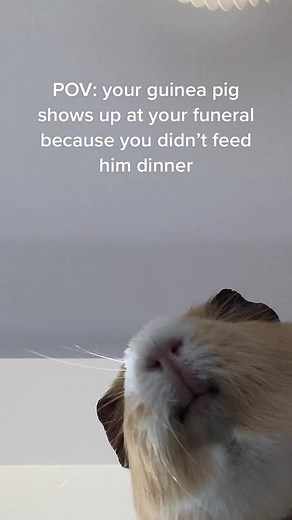 Guinea Pig's Unexpected Funeral Visit