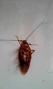 Sound Roach Makes ...it's like a chirp