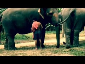 Toilet Training The Elephants