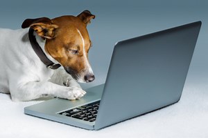 Animal-Computer Interaction and dogs