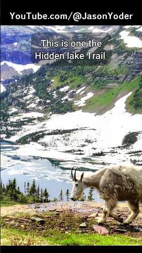 Mountain Goat in Glacier’s Alpine Wilderness | Wildlife Photography