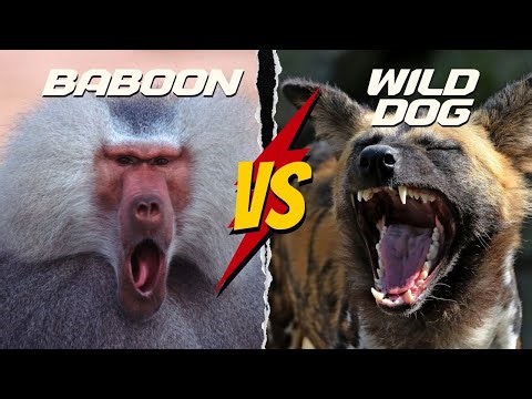 Baboon vs Wild Dog Unexpected Encounters