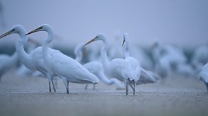 13K views · 396 reactions | Did you know that Great Egrets nest on almost every continent excluding Antarctica? Get to know these fabulous birds with these fun facts—and download our free Bird Guide App to have all this information and more right in your pocket. bit.ly/3WIvSwV | National Audubon Society | Facebook