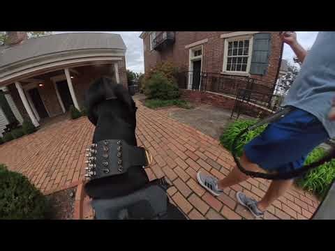 Doberman tours historical bank Jesse James robbed.