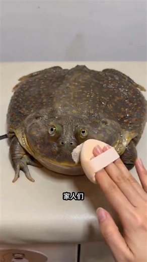 frog's honeymoon😱I New Viral Gadgets, Appliances, kitchen utensils/Home Investions